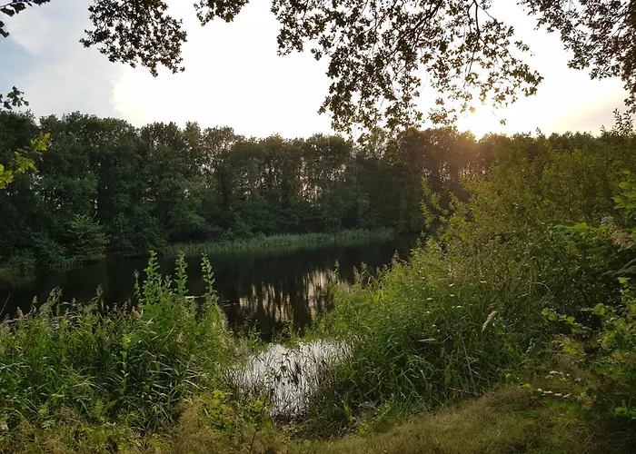 Onder De Beukenboom